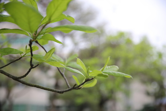 早春嫩葉