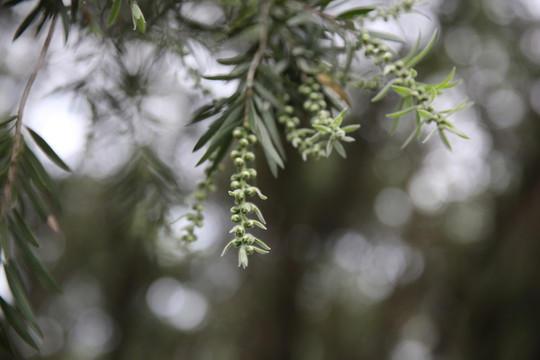 紅千層花蕾