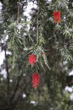 紅千層花