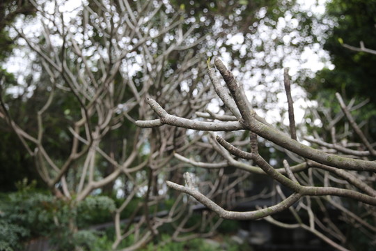 雞蛋花樹(shù)枝