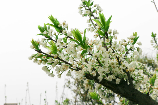 櫻花