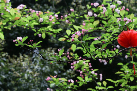 桃花