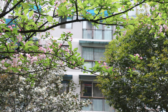 桃花
