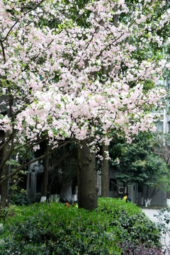 櫻花