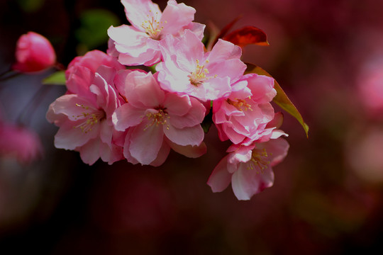 櫻花