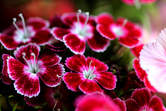 紅色小花
