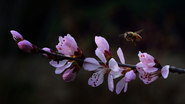 蜜蜂在桃花里飛舞三