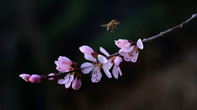 蜜蜂在桃花里飛舞九