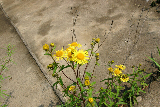 田野 野菜 苦菜花