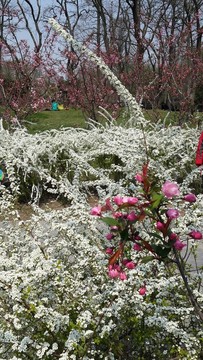 噴雪花