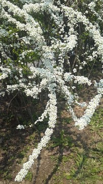 噴雪花
