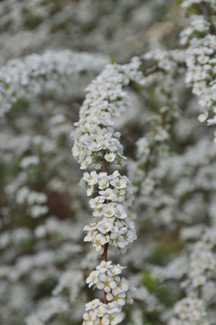 噴雪花