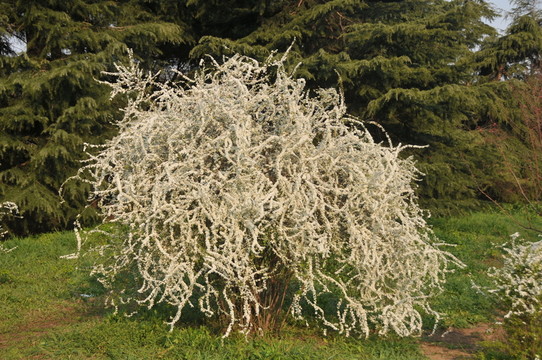 噴雪花