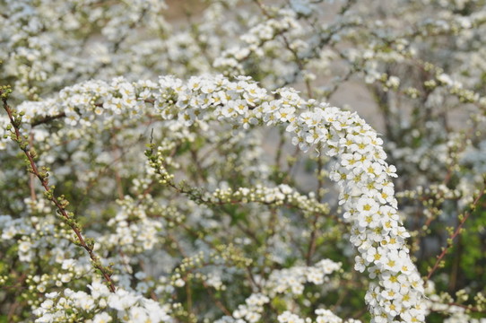 噴雪花