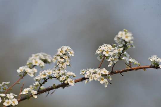噴雪花