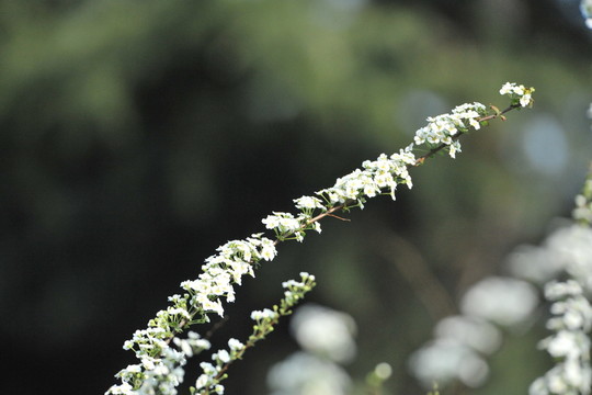 噴雪花