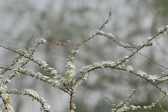 噴雪花