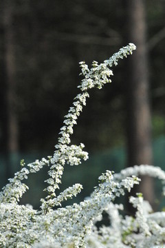 噴雪花