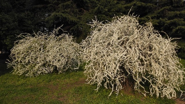 噴雪花