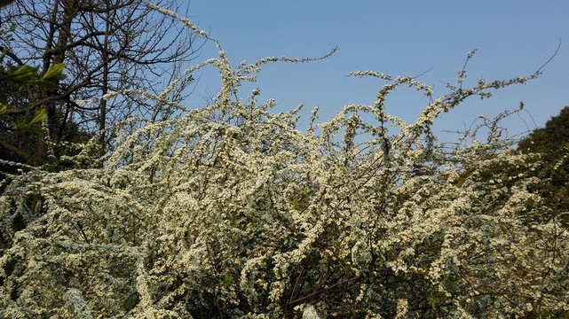 噴雪花