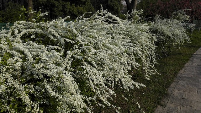 噴雪花
