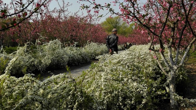 噴雪花雪白如雪花