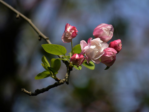 海棠花高清