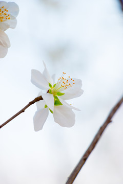 櫻花