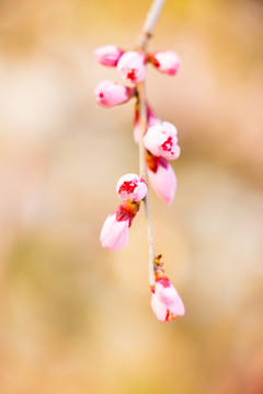 櫻花