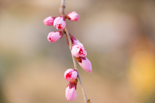 櫻花