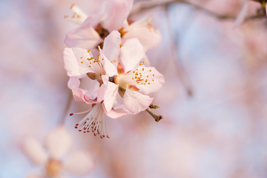 櫻花