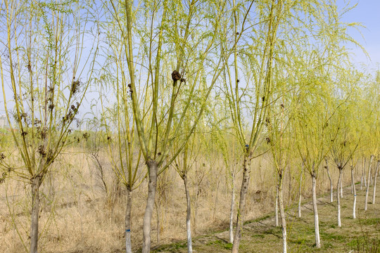 小樹林