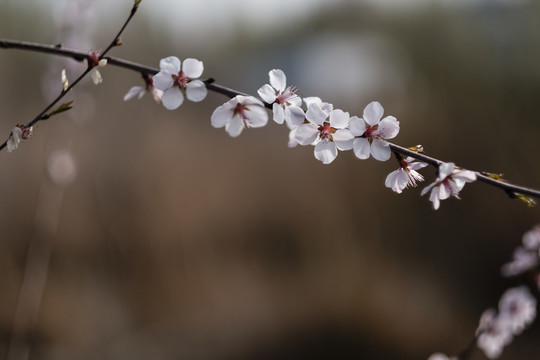 杏花