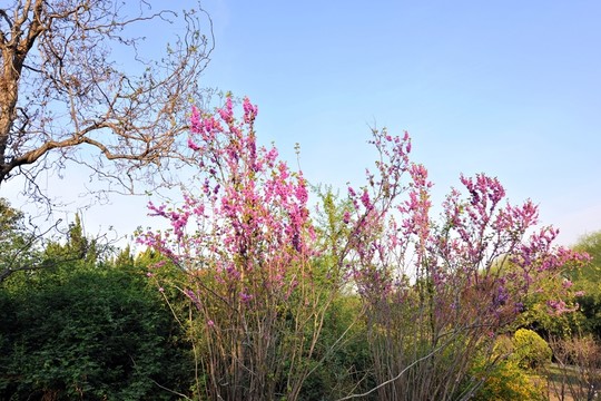 紫荊花  公園紫荊