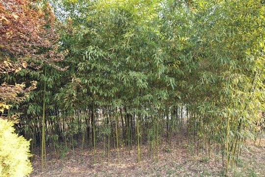 竹林  竹子