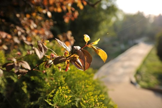 公園晨景  紅樹葉
