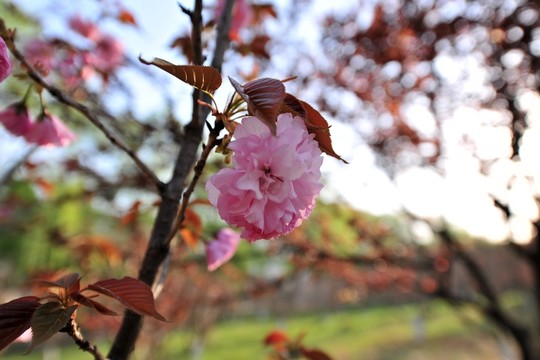 櫻花