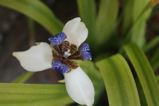 蘭花