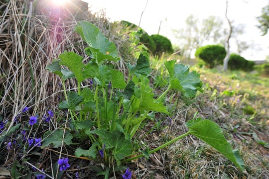 野菜  野草