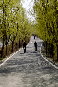 林中小路