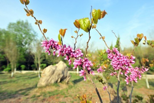 紫色花  紫荊花