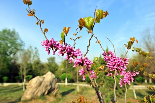 紫荊花 紫色花