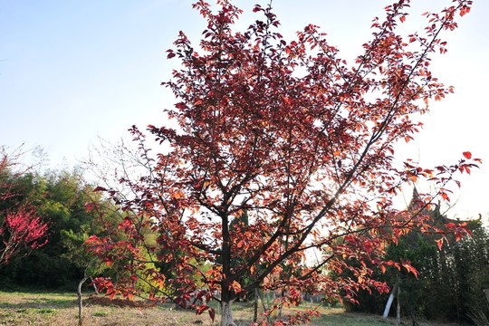 紅葉 紅樹(shù)葉