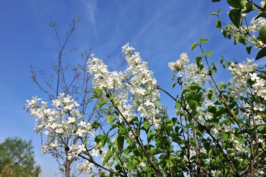 白色花   藍(lán)天