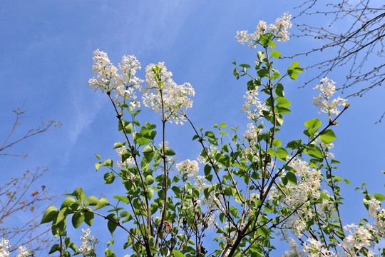 白色花  春天  藍天
