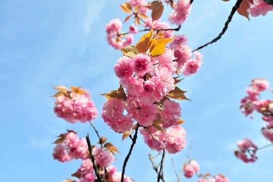 櫻花