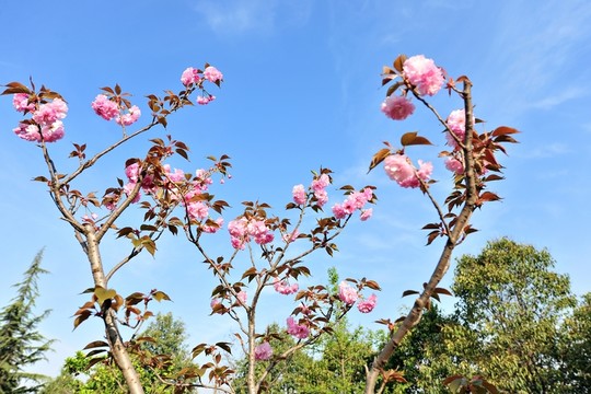 櫻花  藍(lán)天