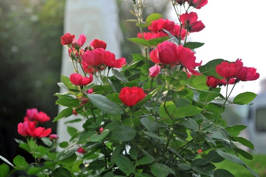 月季花