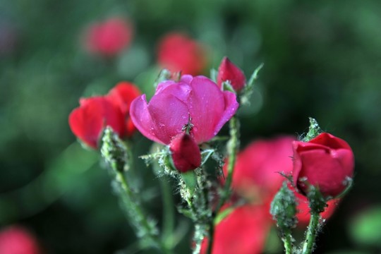 月季花  紅色花   紅花