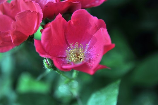 紅色花  花卉背景